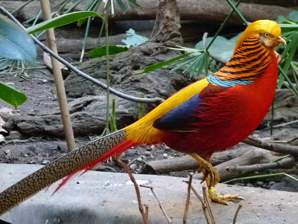 Mekong Pet - Bán chim trĩ 7 màu đỏ xanh vàng thuần chủng