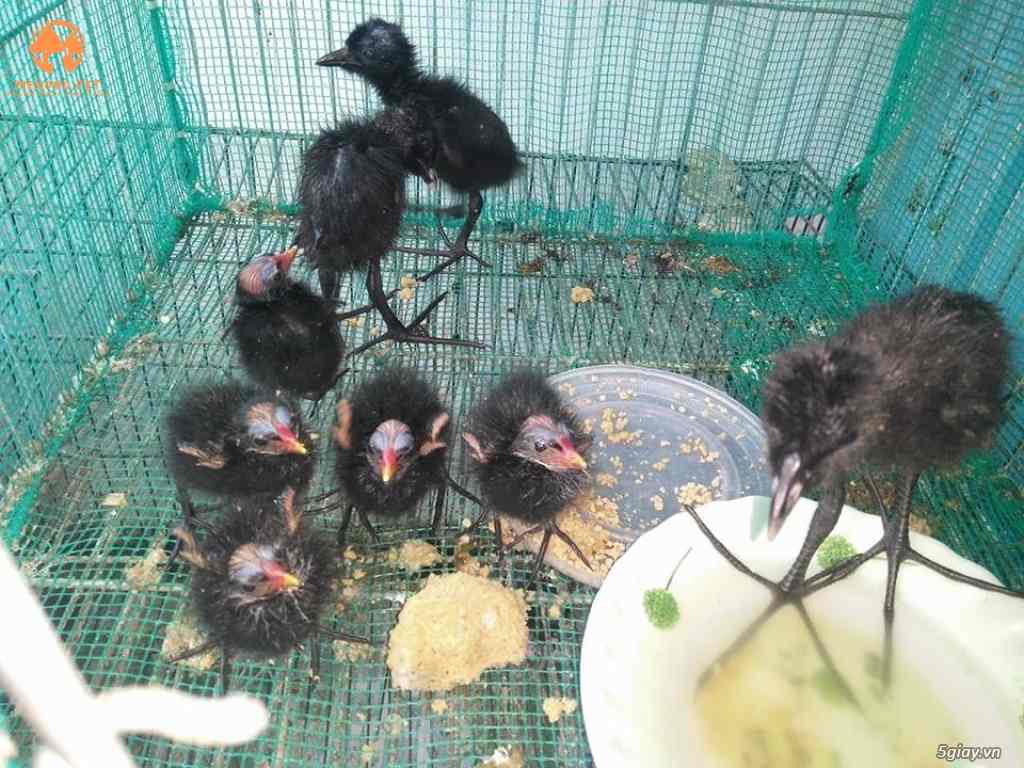 Chuồng và thức ăn cho chim trích cồ con mới nở