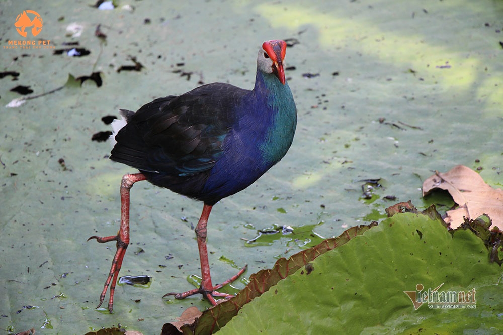 Trại Mua bán chim trích cồ giống uy tín tại Tphcm - Bình Dương, Đồng Nai, Vũng tàu