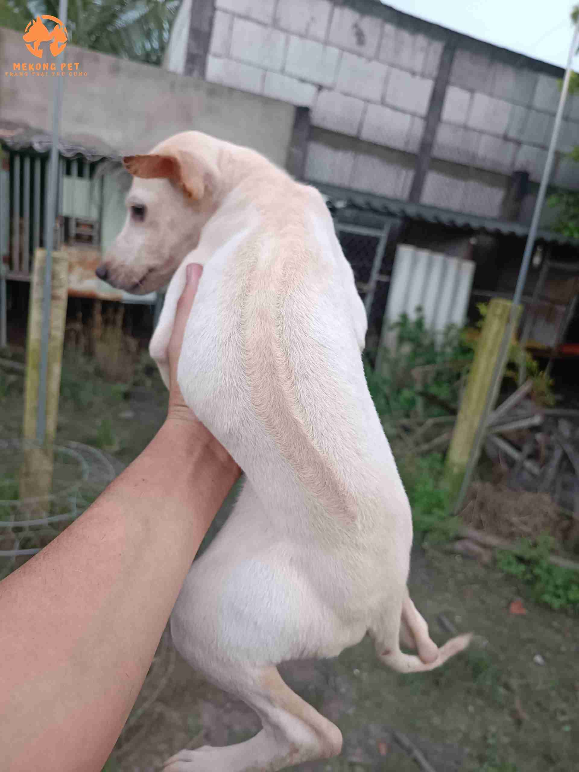 Chó phú quốc màu trắng 2-3 tháng tuổi