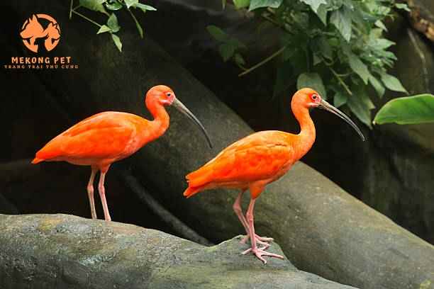 Tìm hiểu về giống cò quăm đỏ - Scarlet ibis: nguồn gốc, đặc điểm, cách nuôi, giá bán, nơi bán