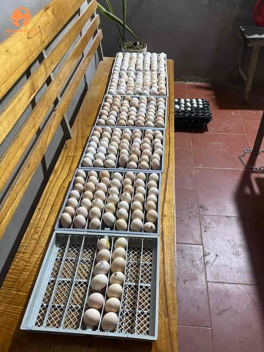 Trứng gà h mông chuẩn bị cho vào lồng ấp