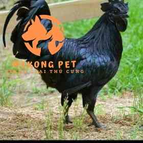 Gà đen H'mông bản địa có thịt đen và xương đen khác hẵn với các giống gà khác