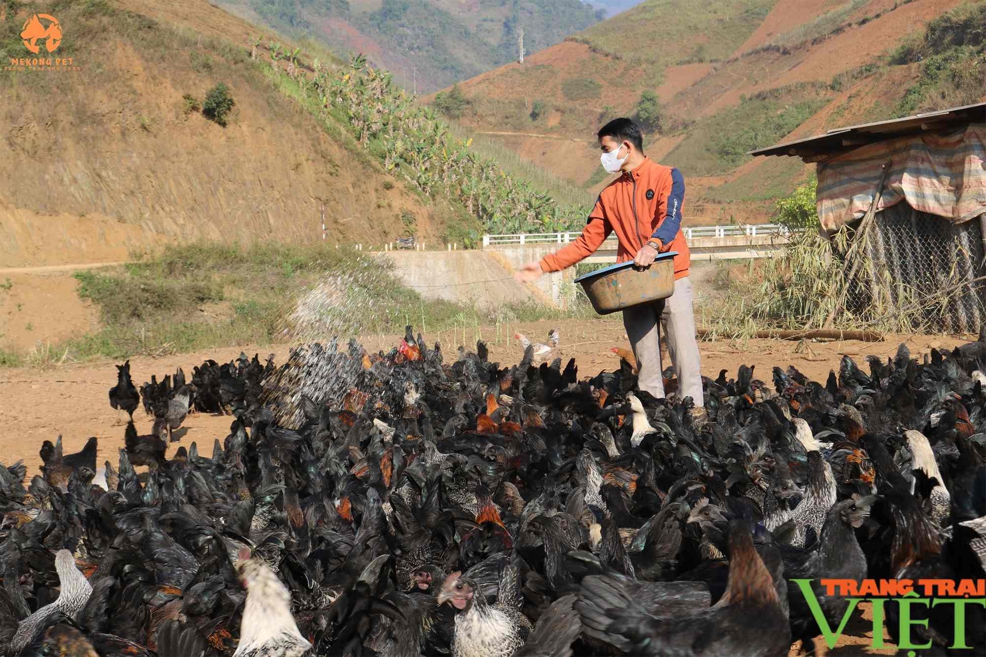 Tìm hiểu giống gà đen H' Mông: Nguồn gốc, đặc điểm, cách nuôi, giá bán, nơi bán