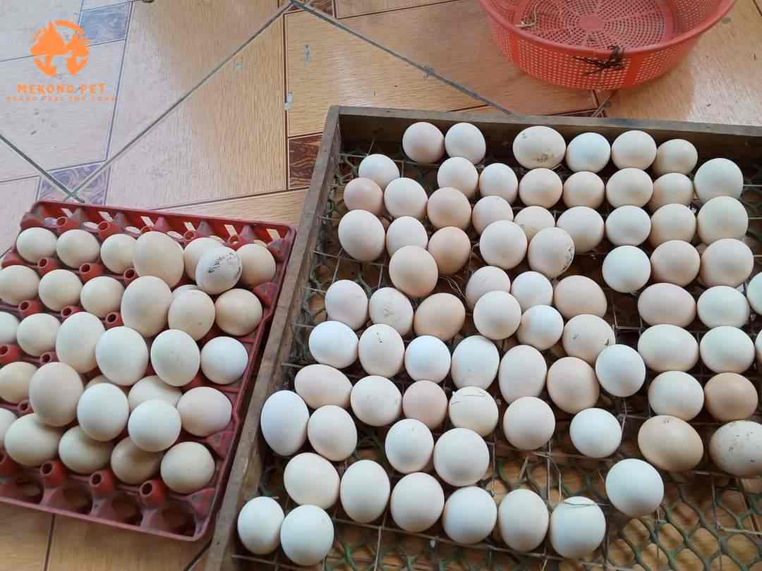 Trứng gà đen H mông chuẩn bị được đem đi ấp