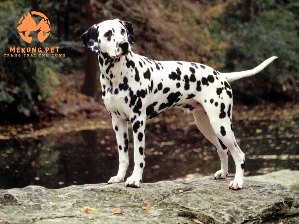 Giá chó đốm dalmatian trưởng thành và chó đốm dalmatian con là bao nhiêu?