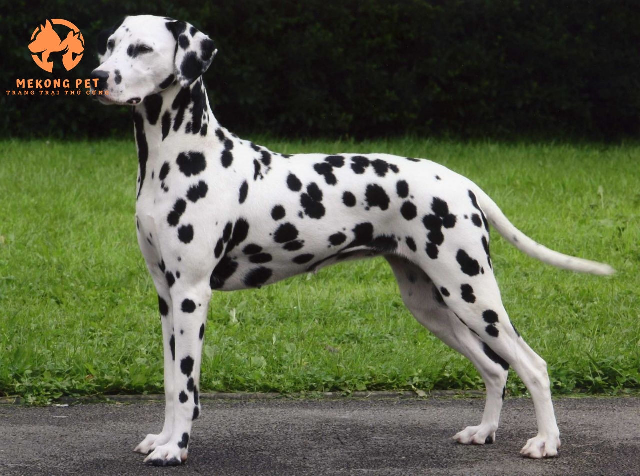 Chó đốm là loại cún đáng nuôi nhất trong tất cả các giống chó