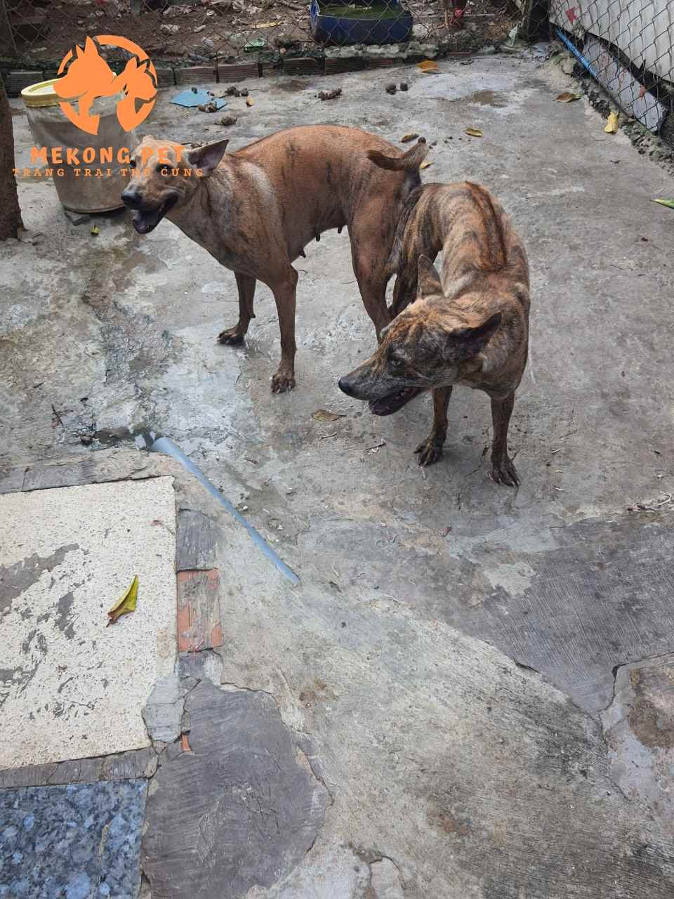 Mua bán chó phú quốc thuần chủng tại Mekong pet