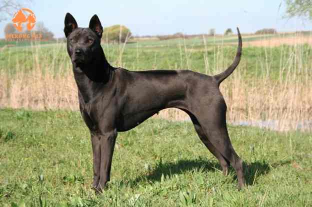 Chó xoáy Thái Lan màu đen tuyền