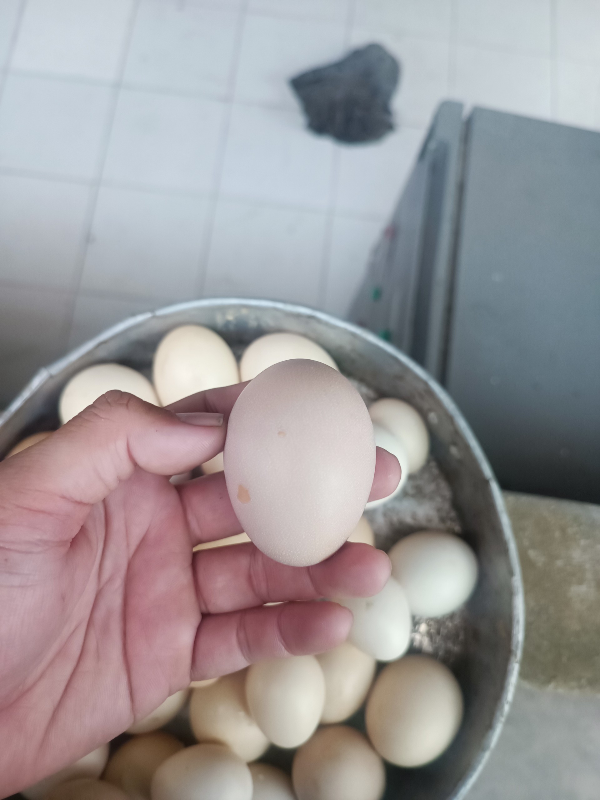 Gà chọi ấp trứng