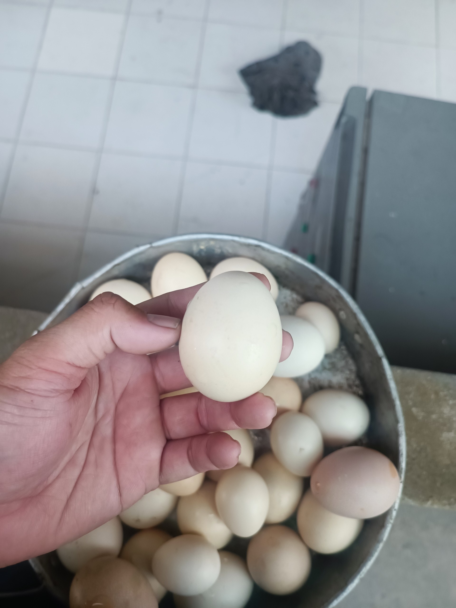 Trứng gà chọi được chọn đi ấp phải tròn đẹp, không móp méo