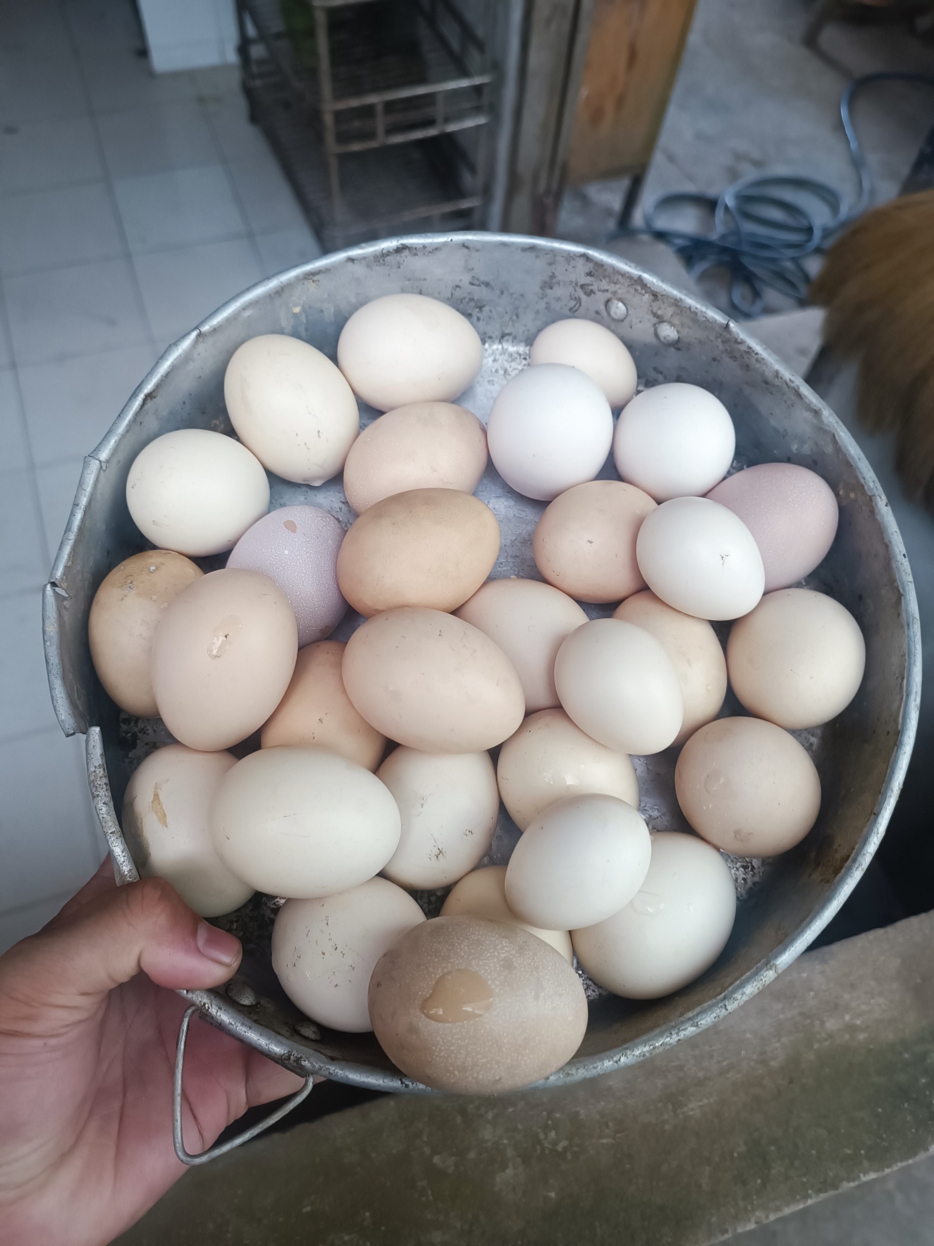 Trứng gà chọi được thu hoạch mỗi ngày tại trại MeKong Pet