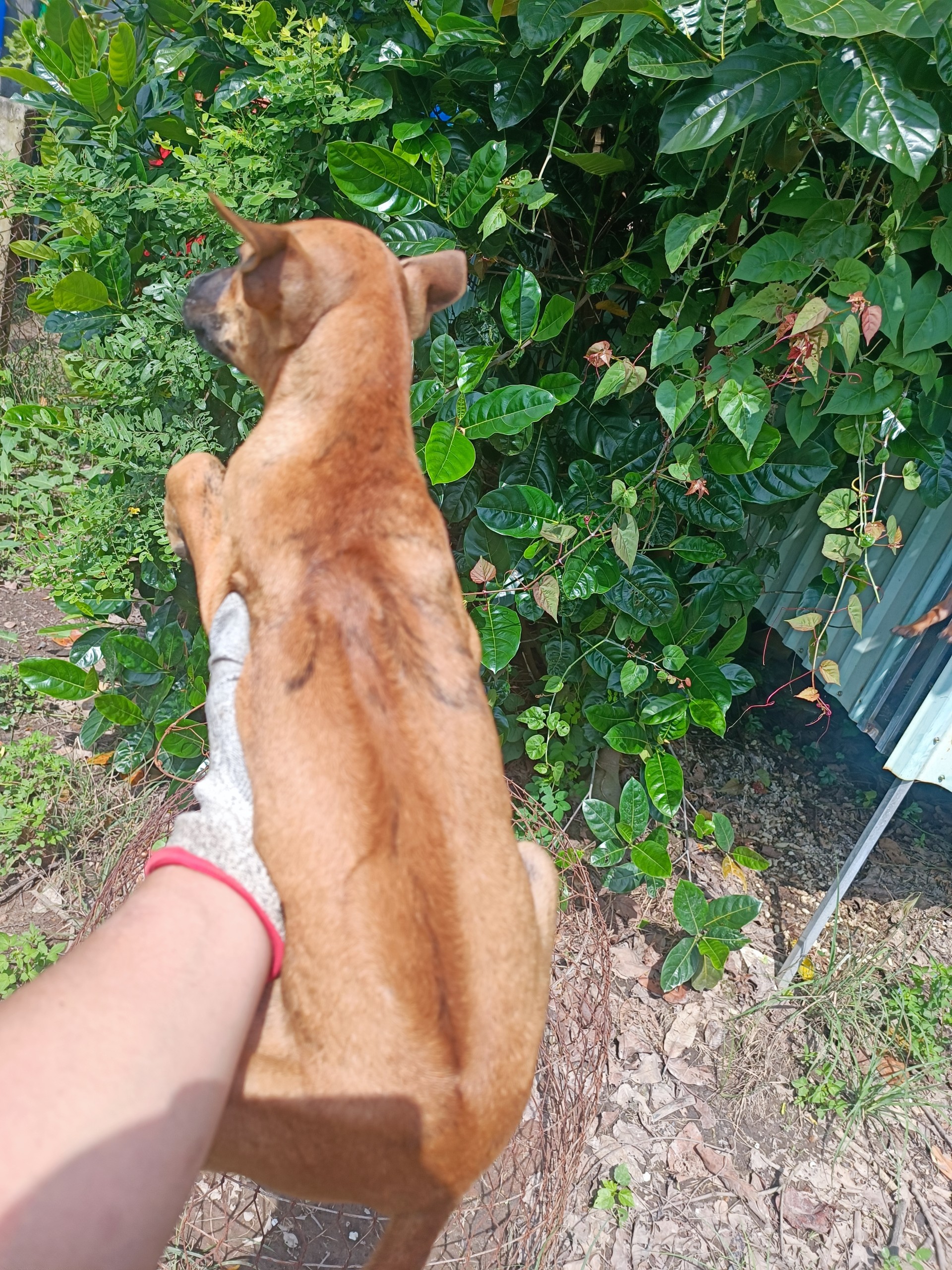 Chó phú quốc xoáy bản con được bán tại mekong Pet