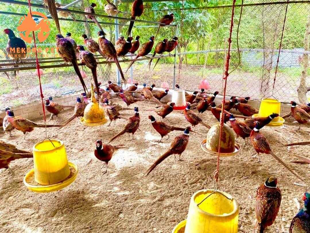 Trại bán giống chim trĩ đỏ - chim trĩ xanh uy tín tại TpHCM - Bình Dương, Đồng Nai, Vũng Tàu, Tây Ninh, Bình Phước