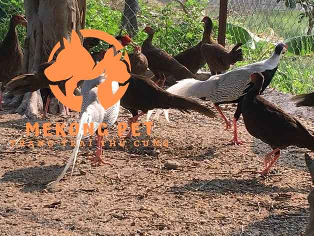 trang trại Mekong Pet chuyên nhân giống và cung cấp giống gà lôi trắng thuần chủng