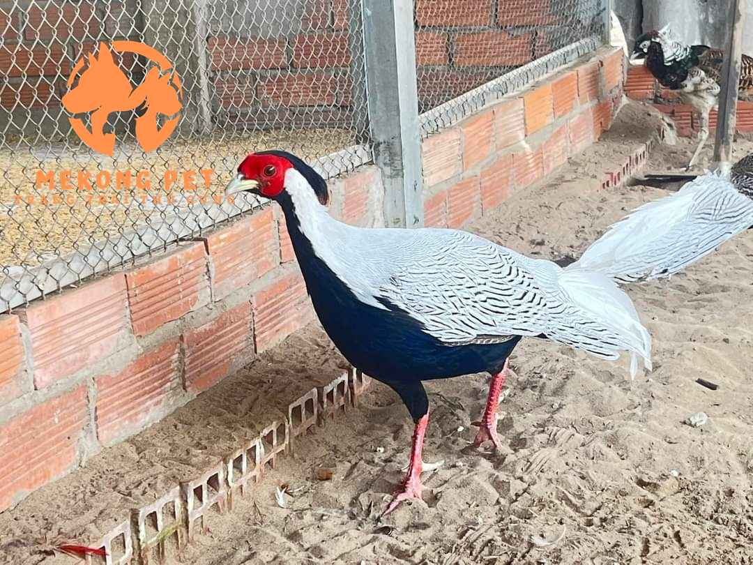 Cận cảnh giống gà lôi trắng tại trang trại Mekong Pet