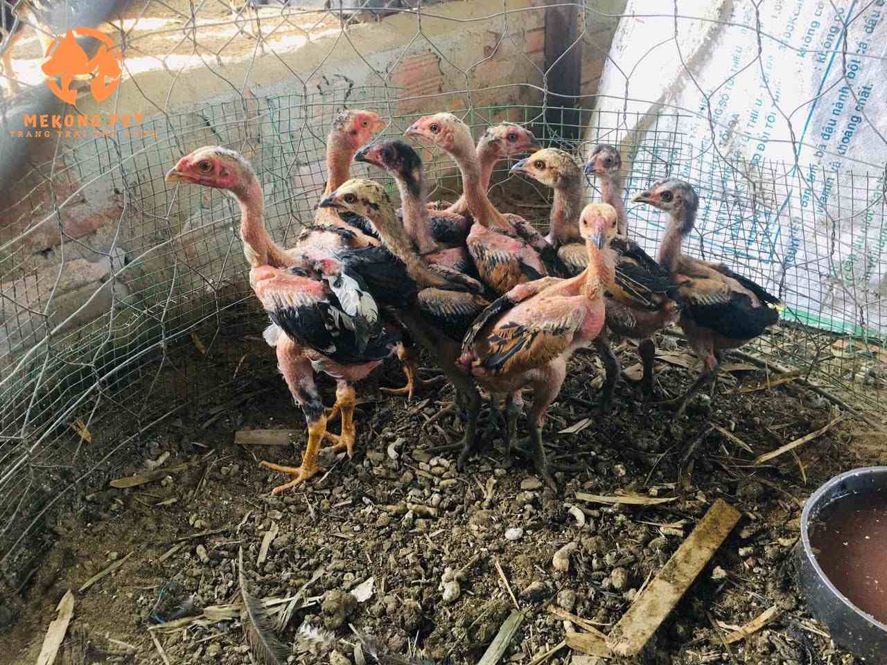 Trại mua bán gà nòi đòn giống, gà chọi uy tín tại Tphcm - Bình Dương