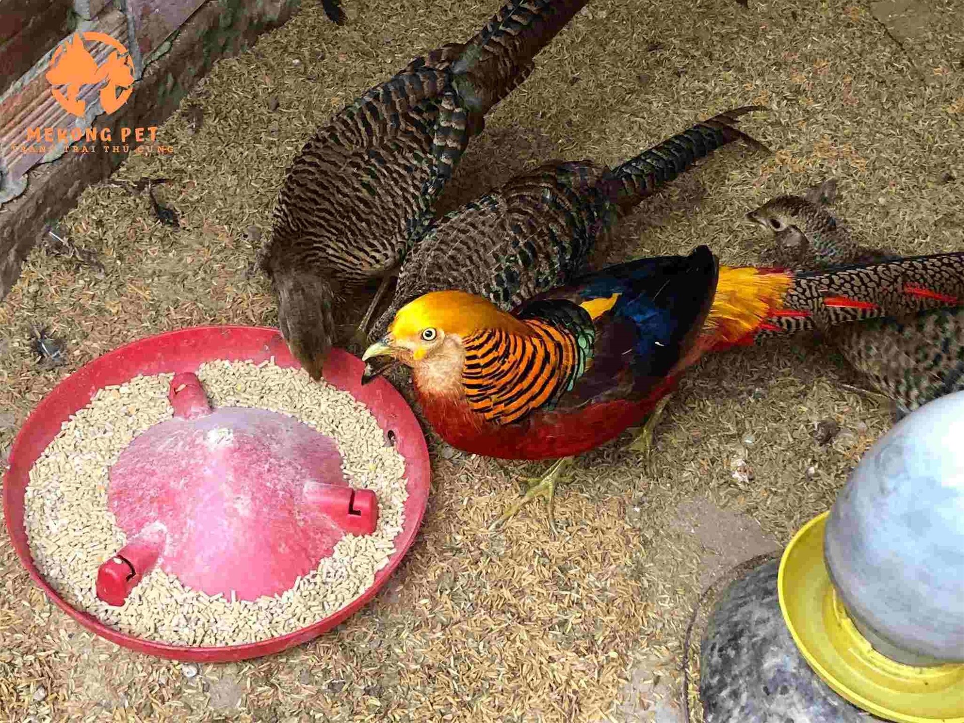 Bán chim trĩ 7 màu đỏ-Chim trĩ đỏ nhật bản-Trang Trại Vườn Chim Việt