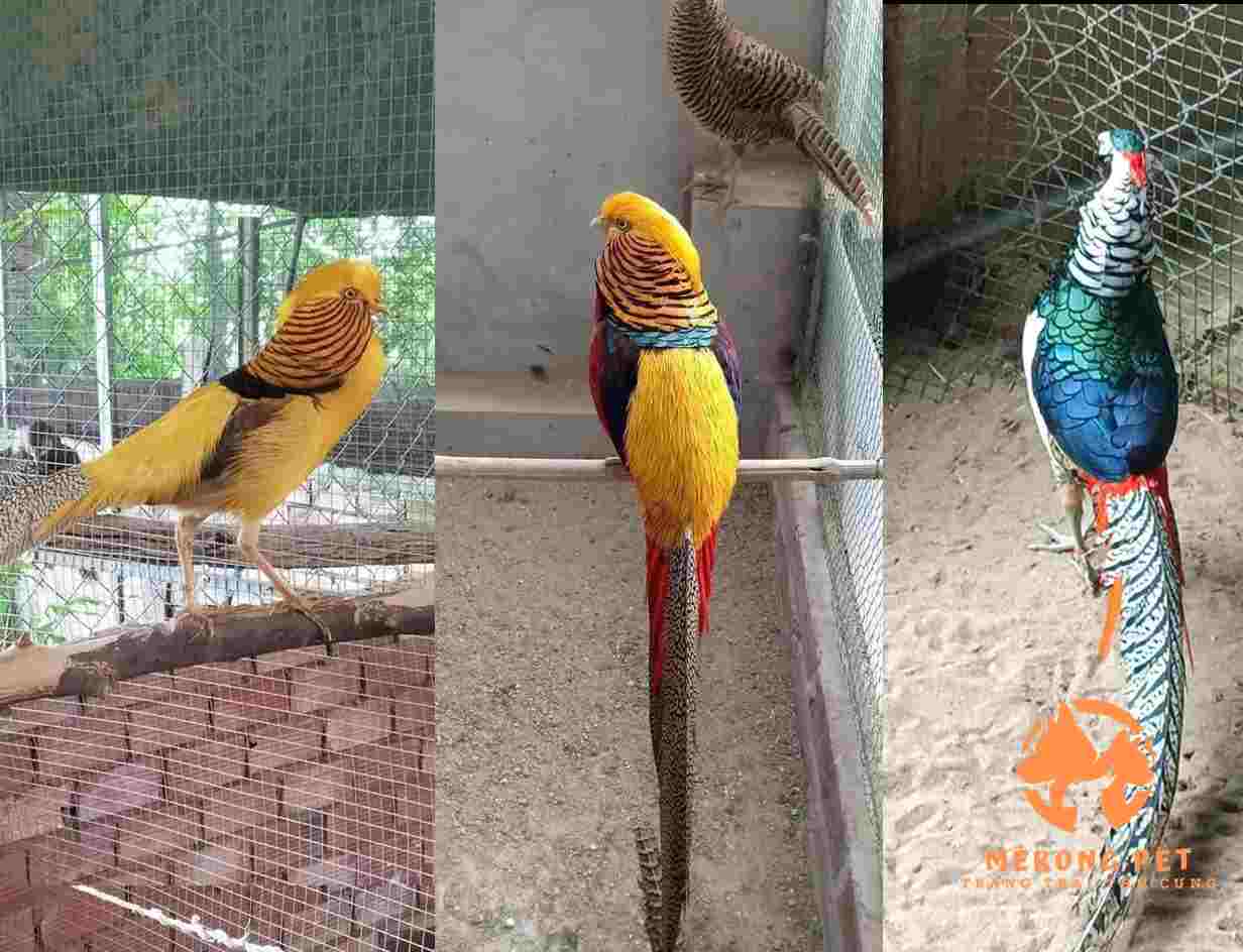 Chim Trĩ xanh bảy màu-Trang Trại Vườn Chim Việt