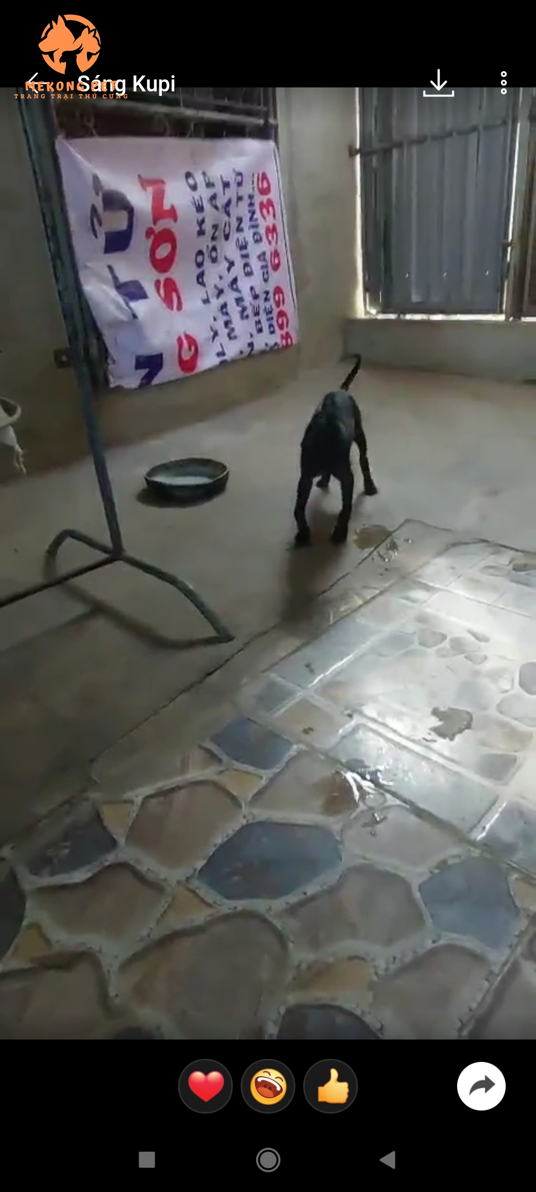 chó phú quốc bị hạ bàn sau khi bàn giao cho khách hàng của Mekong Pet