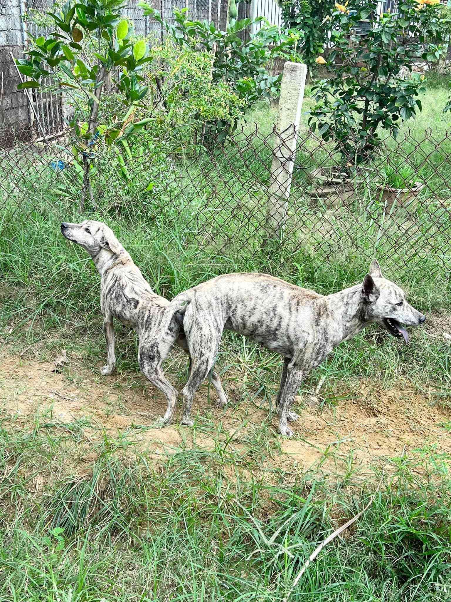 Phối giống chó phú quốc bạch hổ tại trang trại thú cưng Mekong Pet