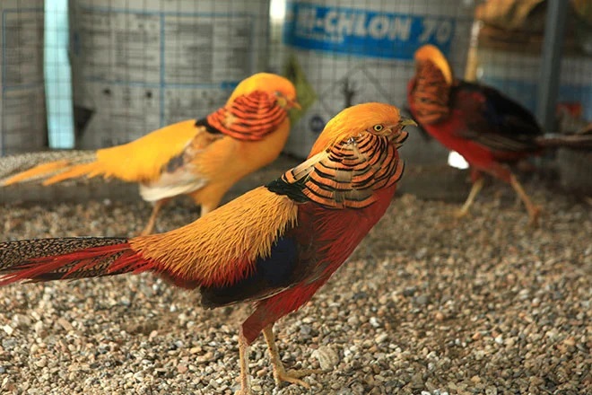 chim trĩ 7 màu được nuôi để làm cảnh