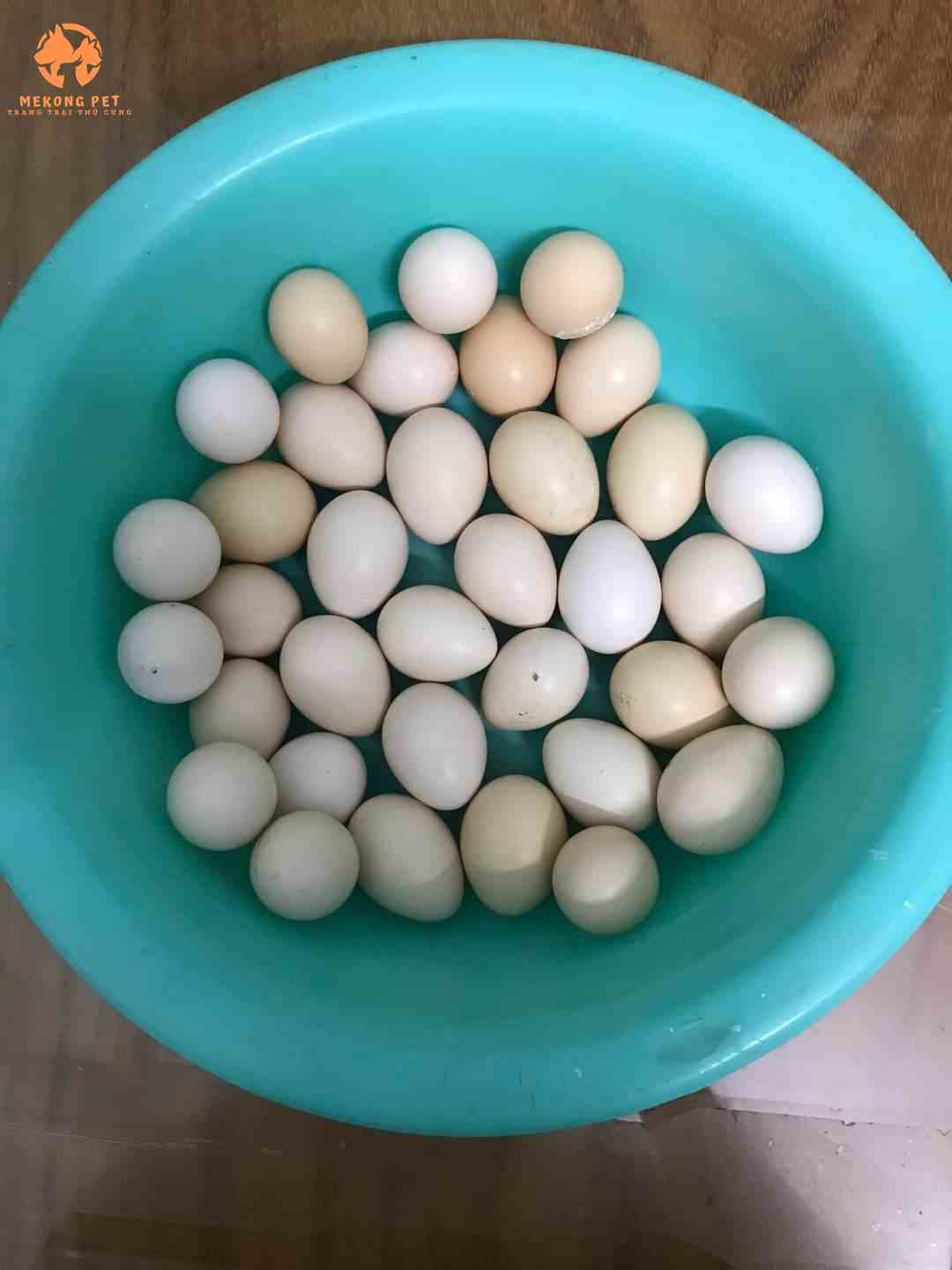 trứng chim trĩ 7 màu