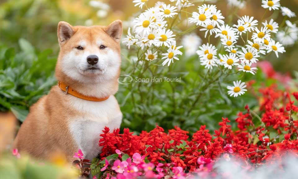 “ Thánh biểu cảm ” của xứ sở Hoa anh đào – chú chó Shiba Inu vui tính, đẹp trai True