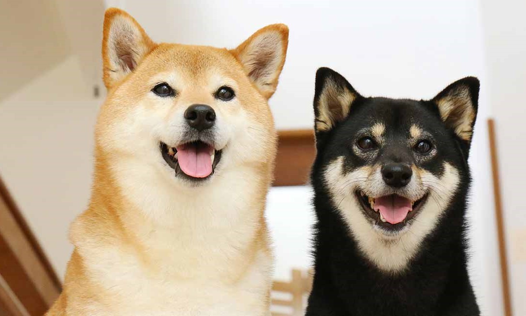 Thu về 400.000 người theo dõi, chú chó Shiba Daifuku nổi tiếng mạng xã hội