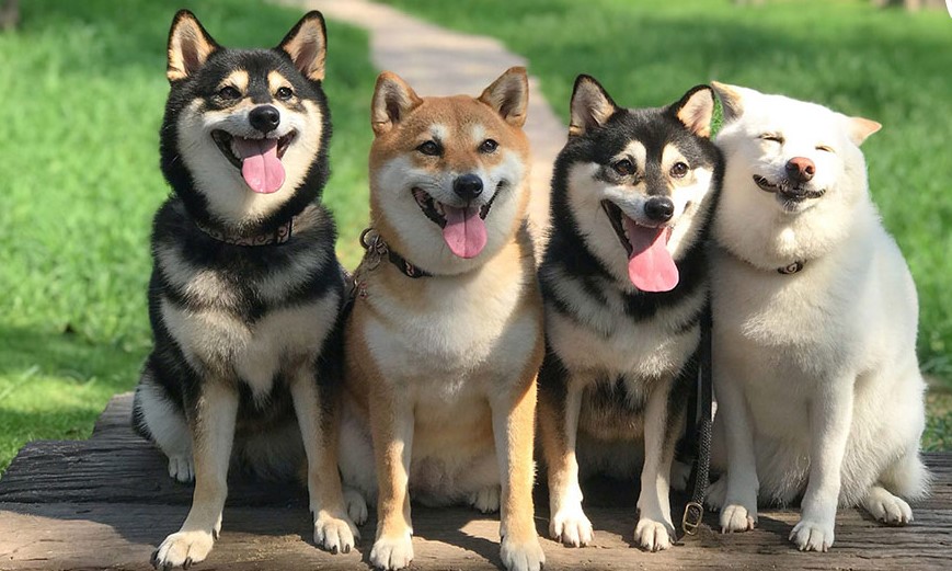 Bấn loạn cùng hội ba anh em chó Shiba đến từ Nhật Bản