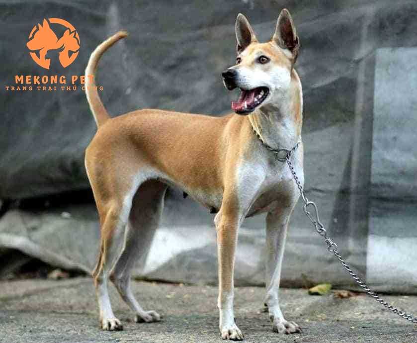 Chó Phú Quốc giá bao nhiêu, mua bán chó phú quốc ở đâu?