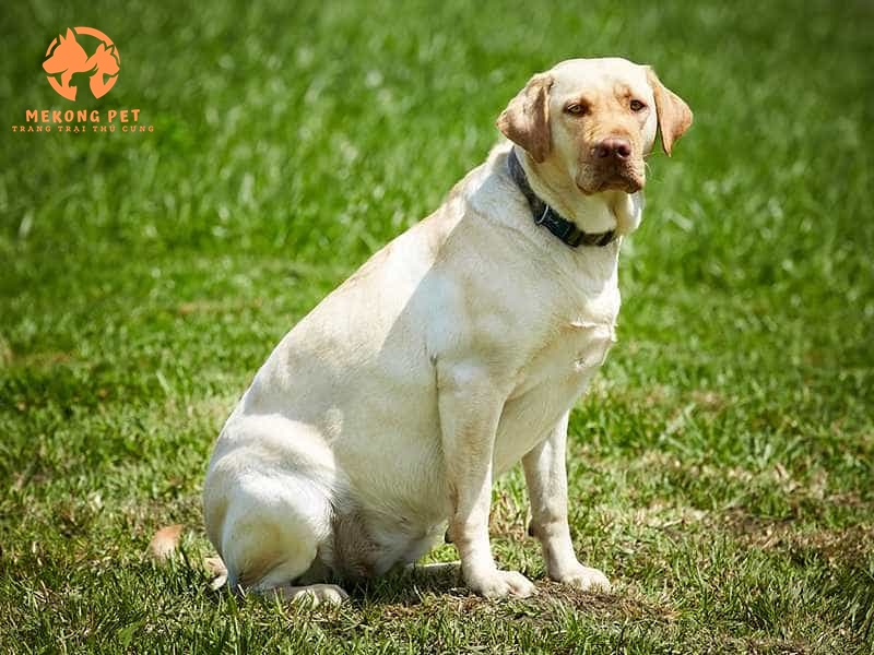 Chó Labrador Retriever