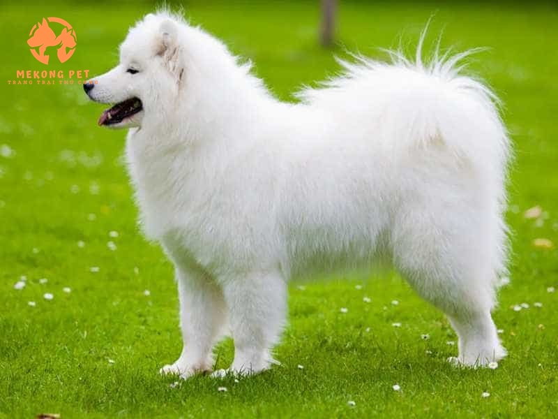 Chó Samoyed