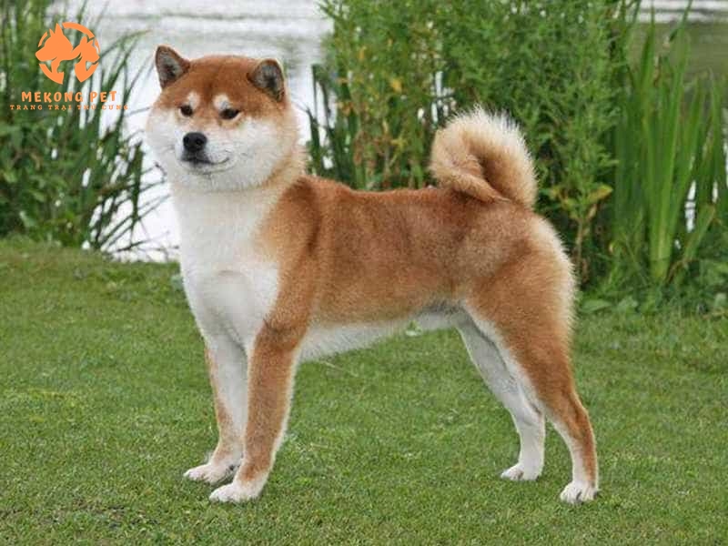 Chó Shiba Inu