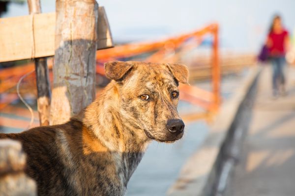 Chó Phú Quốc: Nguồn Gốc, Đặc Điểm & Bảng Giá 2022