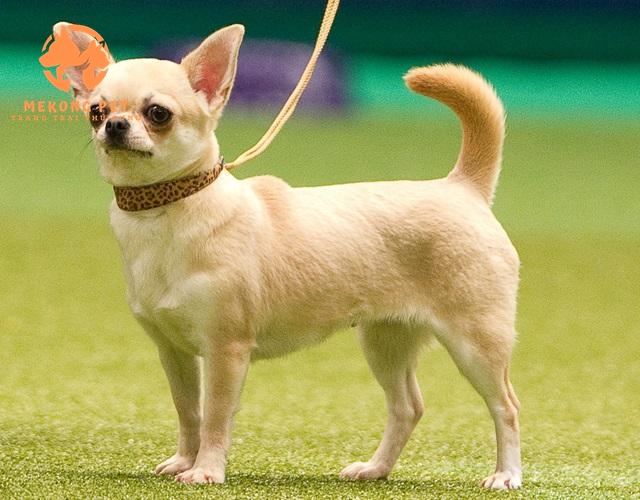 Chó ChiHuaHua