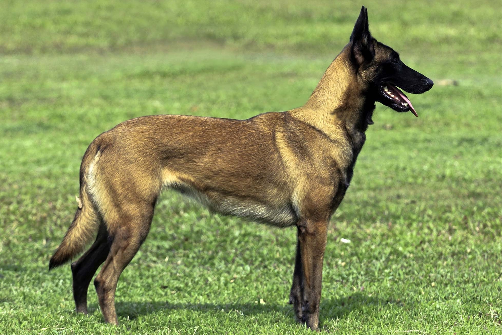 Chó Béc Bỉ Malinois