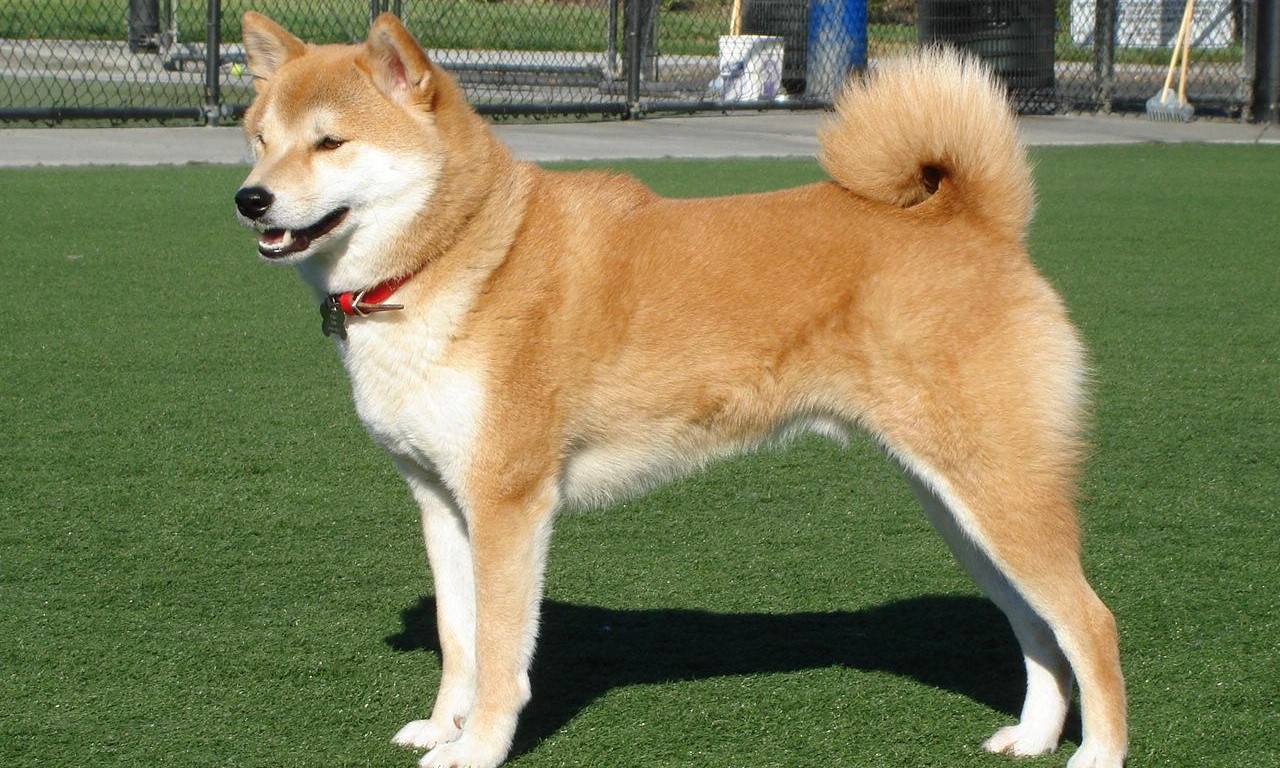 Chó Shiba Inu Nhật Bản