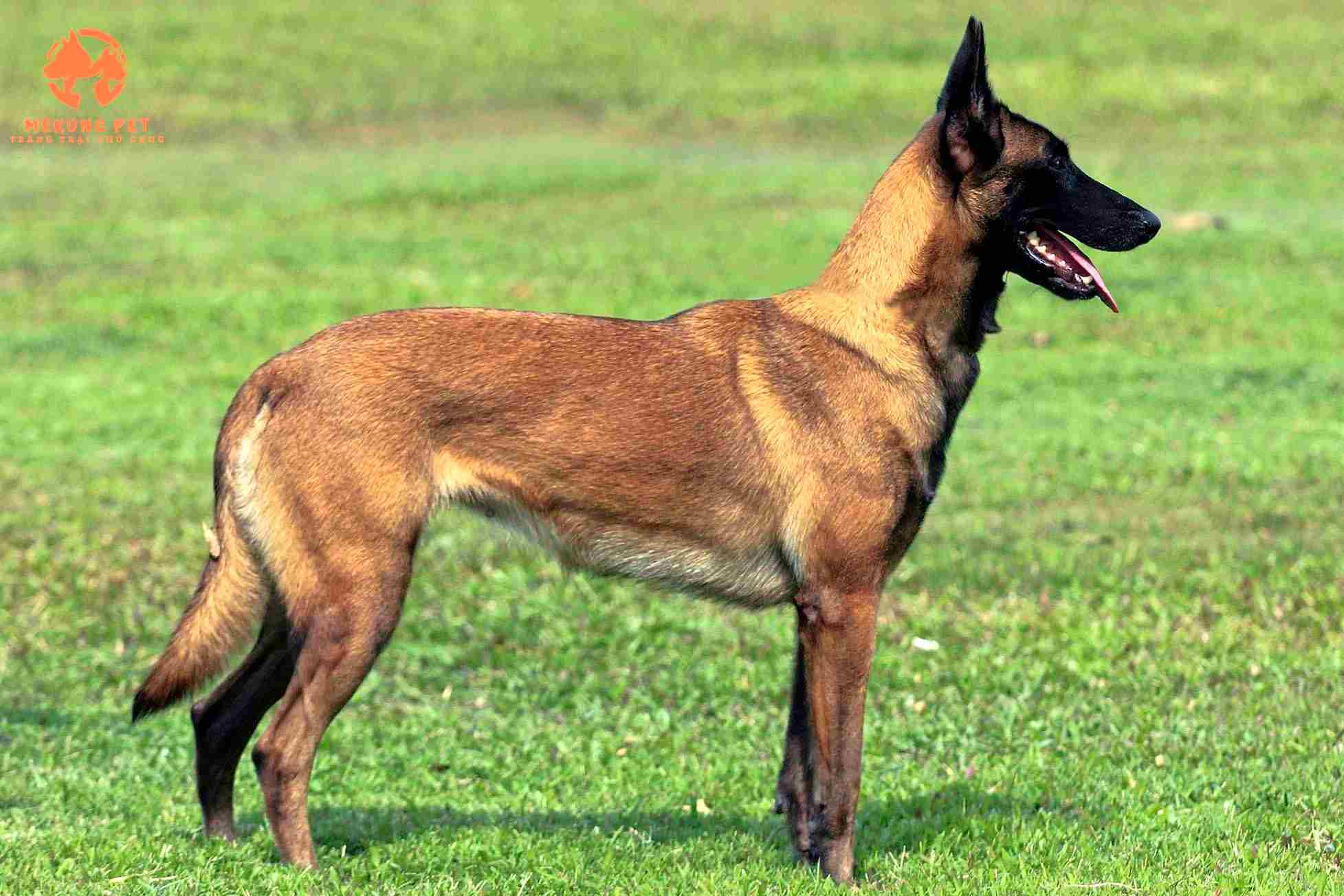 Chó Becgie Bỉ Malinois