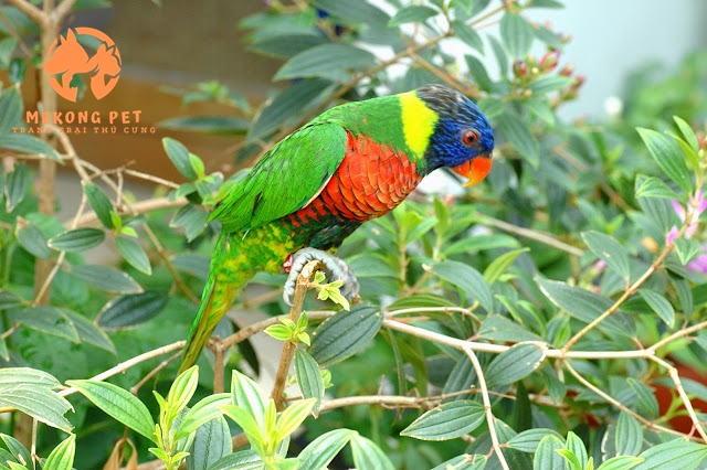 Vẹt Lory Rainbow