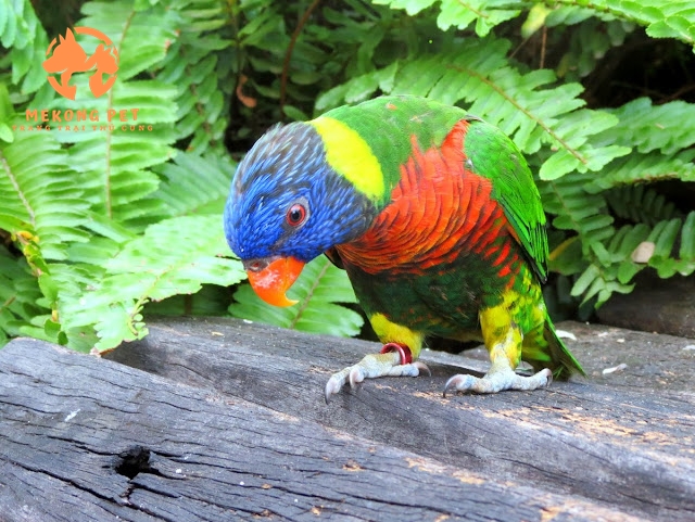 Vẹt Lory Rainbow